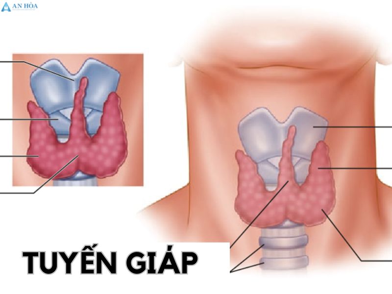 Dấu hiệu của tuyến giáp
