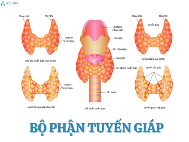 Có nhân ở tuyến giáp