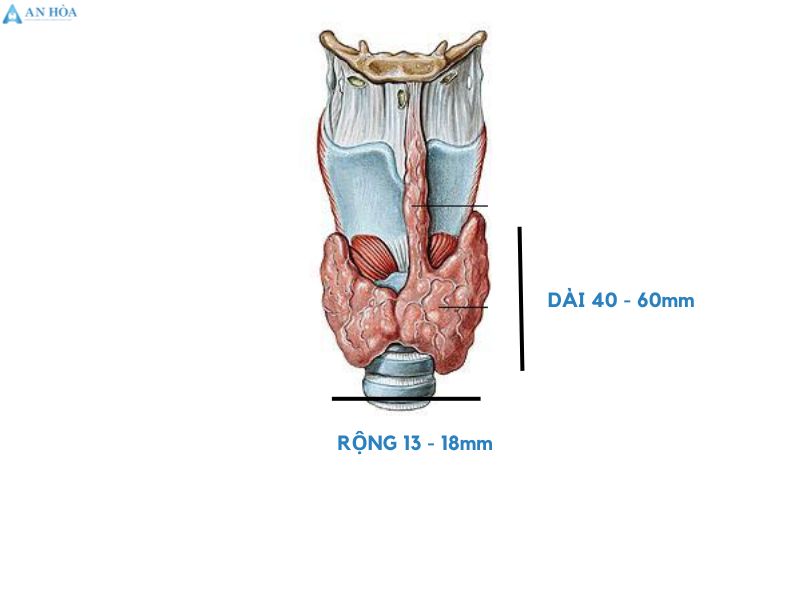 Kích thước thùy tuyến giáp